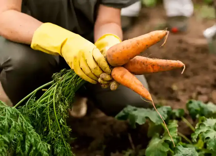 Persona recoge zanahorias de cultivo agrícola.
